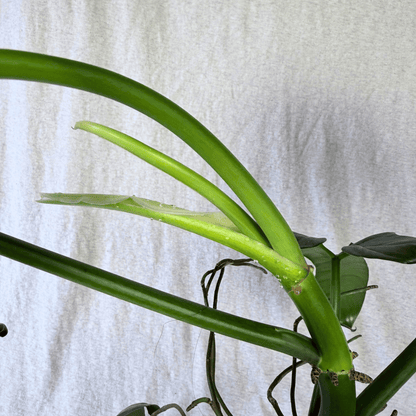 Philodendron bipennifolium 'Violin'