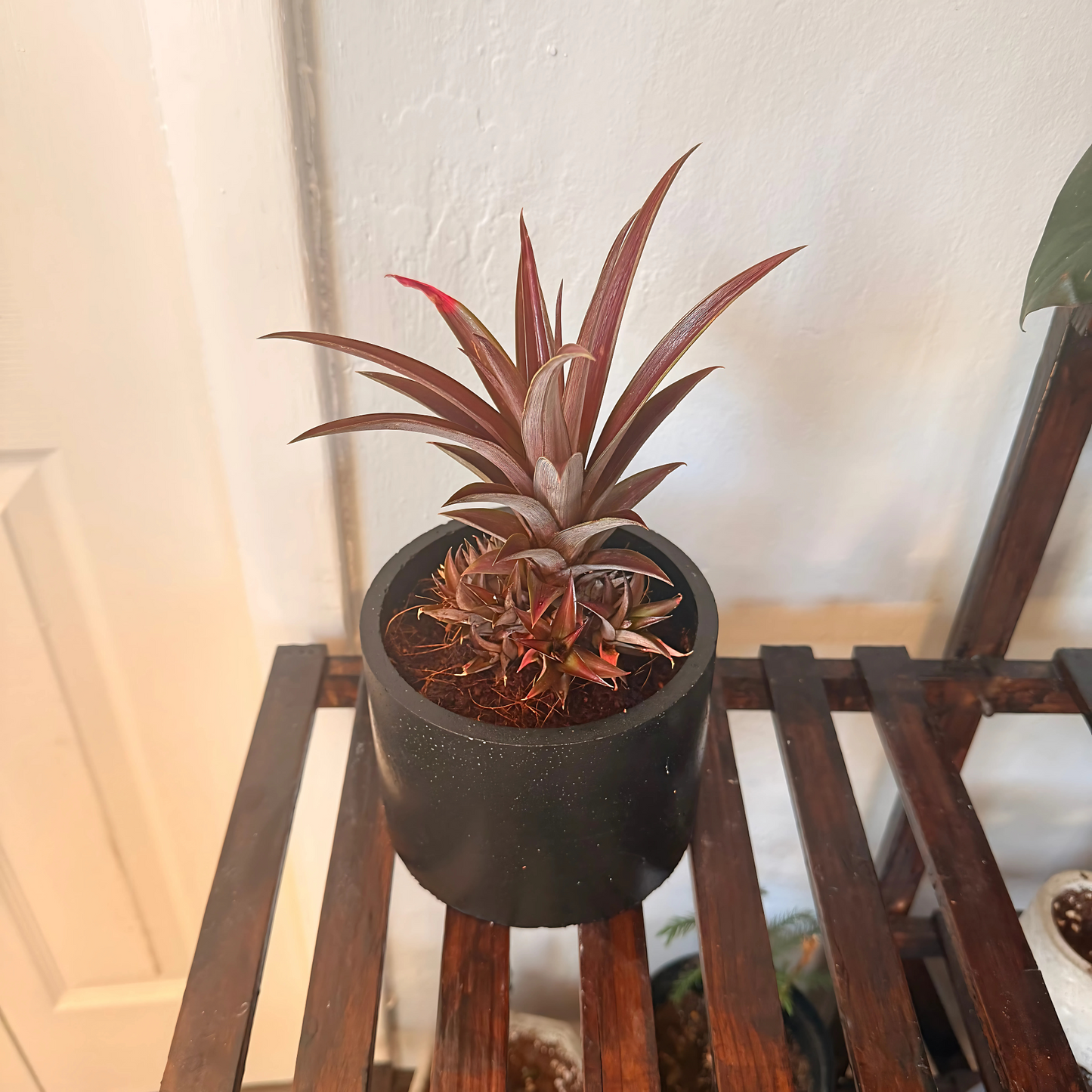 Cryptanthus Earth Star – Bronze-Red Foliage in Charlie Pot Original 6" Black