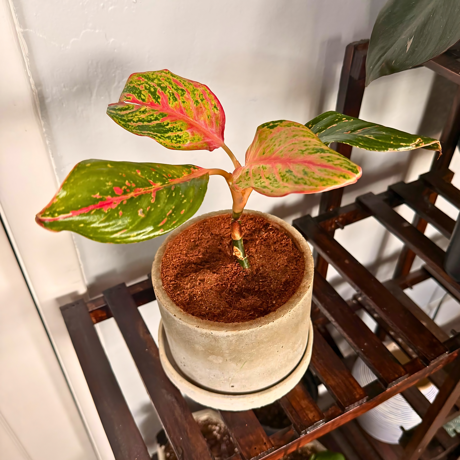 Aglaonema Sparkling Sarah – Colorful Speckled Pink & Green Plant in Charlie Pot Original 6" Soft Gray – Potted Houseplant