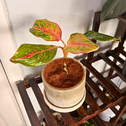 Aglaonema Sparkling Sarah – Colorful Speckled Pink & Green Plant in Charlie Pot Original 6" Soft Gray – Potted Houseplant