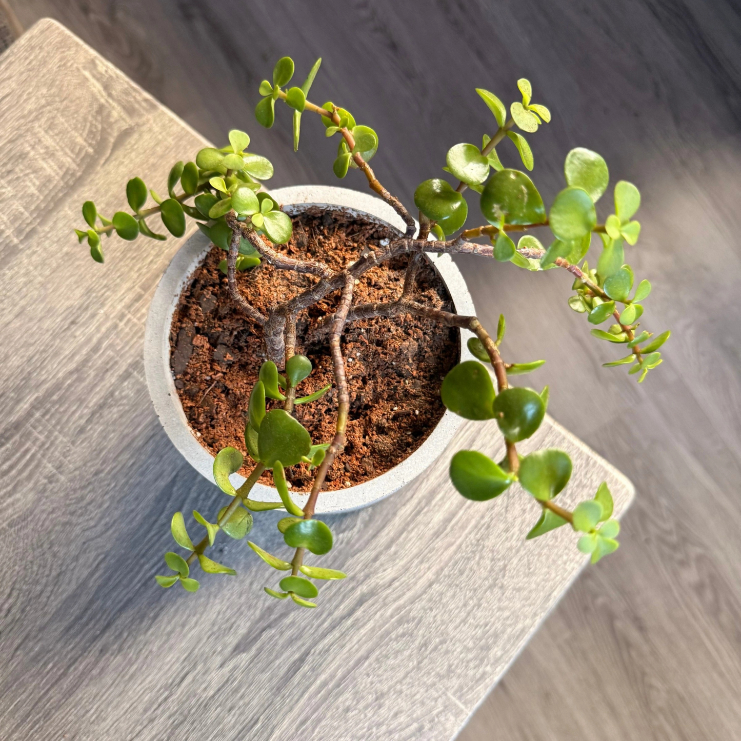 Elephant Bush – Low-Maintenance Succulent in Charlie Pot Original Soft Gray