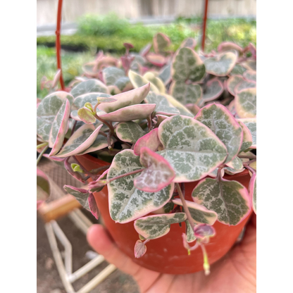 String of Hearts Variegated –
