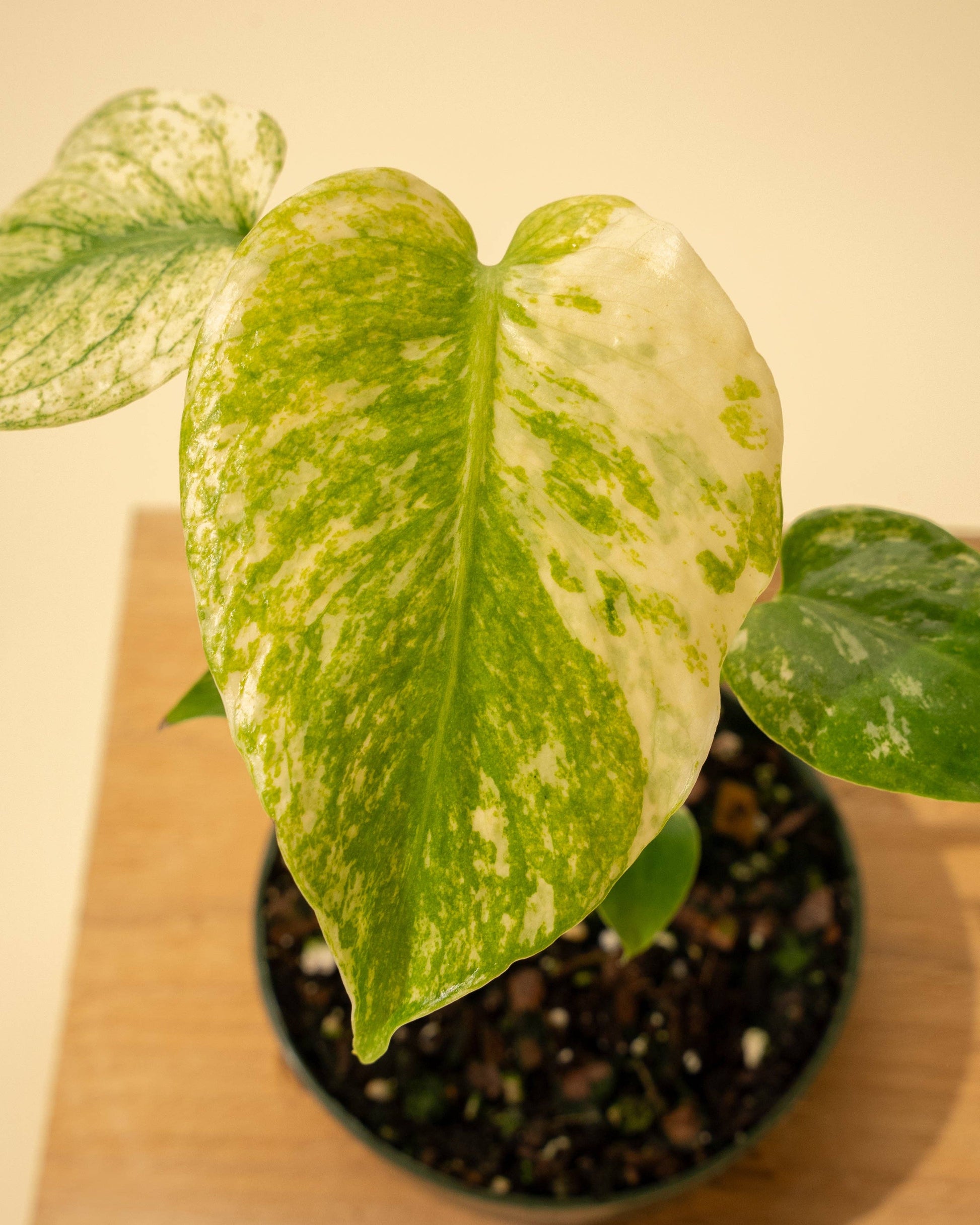 3.5" Monstera 'Mint' –