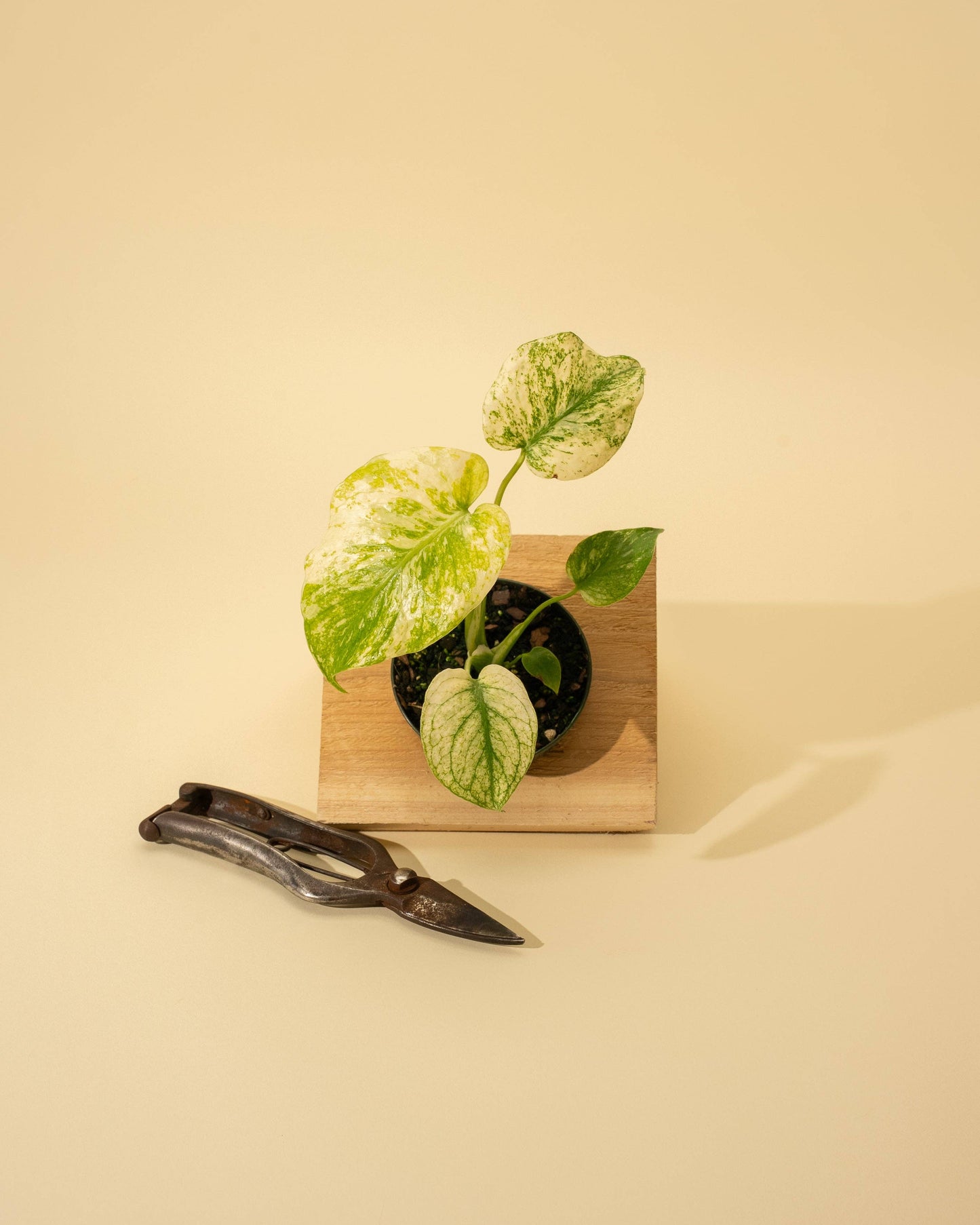 3.5" Monstera 'Mint' –