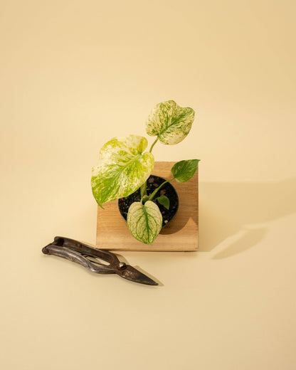 3.5" Monstera 'Mint' –