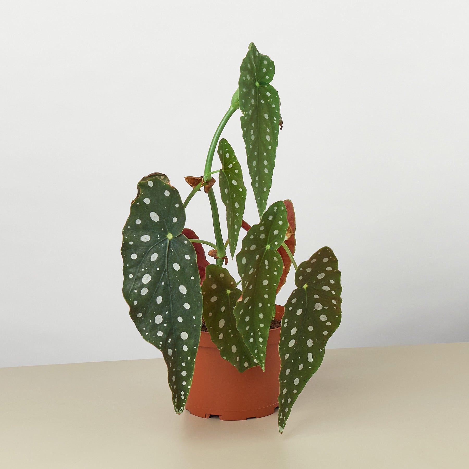 Begonia 'Maculata' – 6" Pot Indoor Plants