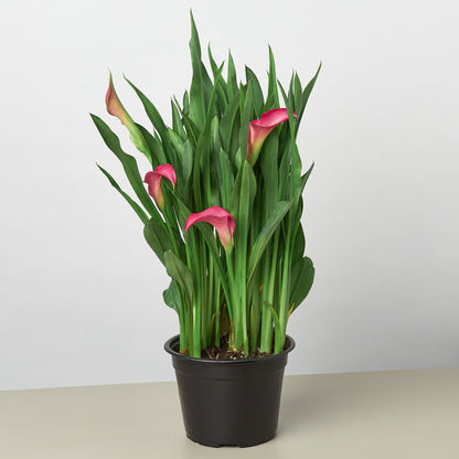 Calla Lily – 6" Pot Pink Nursery Pot 6" Plant (2pk/$4.5) ($15 Ship/63oz)