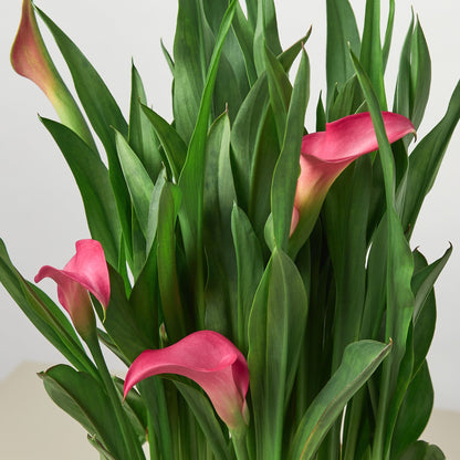 Calla Lily – 6" Plant (2pk/$4.5) ($15 Ship/63oz)