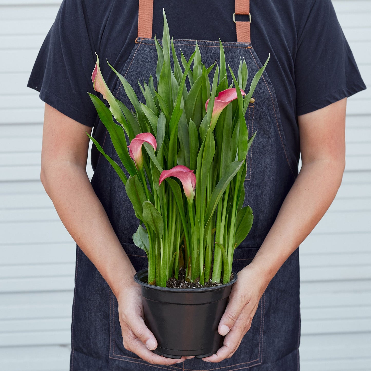 Calla Lily – 6" Plant (2pk/$4.5) ($15 Ship/63oz)