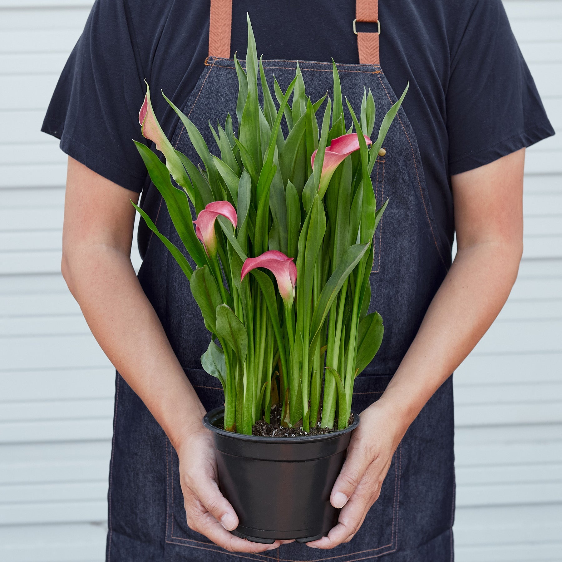 Calla Lily – 6" Plant (2pk/$4.5) ($15 Ship/63oz)