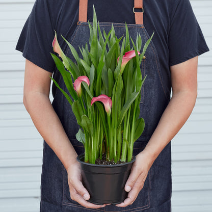 Calla Lily – 6" Plant (2pk/$4.5) ($15 Ship/63oz)
