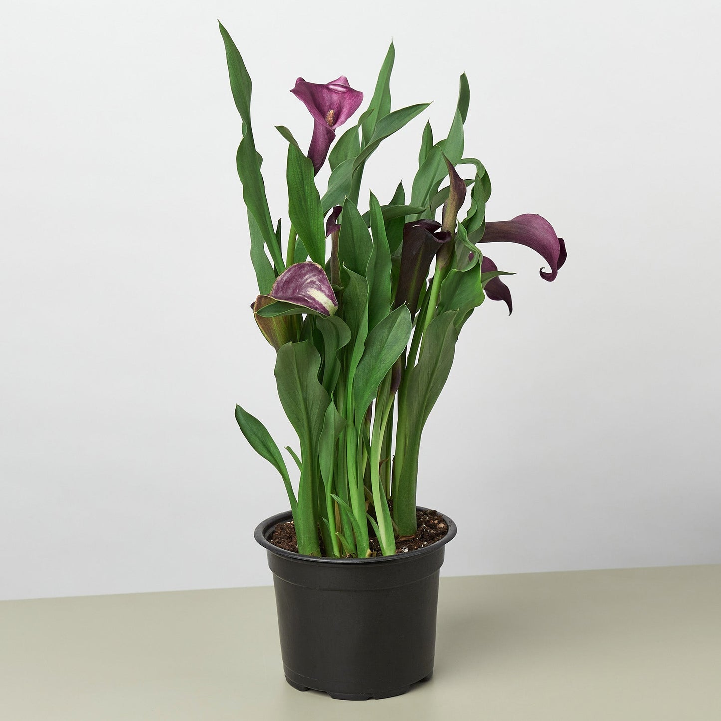 Calla Lily – 6" Pot Purple Nursery Pot 6" Plant (2pk/$4.5) ($15 Ship/63oz)