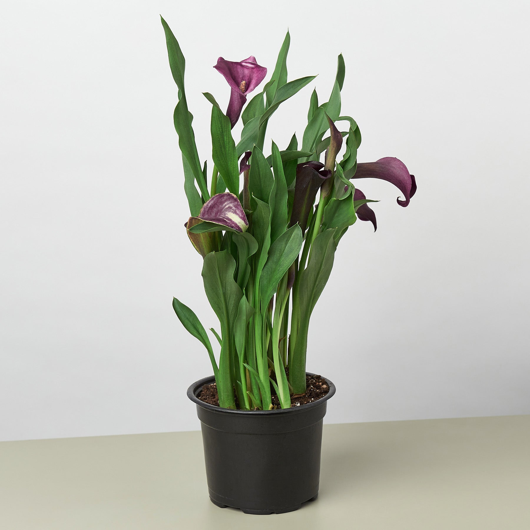 Calla Lily – 6" Pot Purple Nursery Pot 6" Plant (2pk/$4.5) ($15 Ship/63oz)