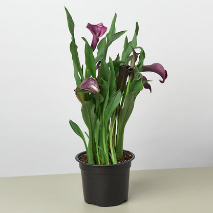 Calla Lily – 6" Pot Purple Nursery Pot 6" Plant (2pk/$4.5) ($15 Ship/63oz)