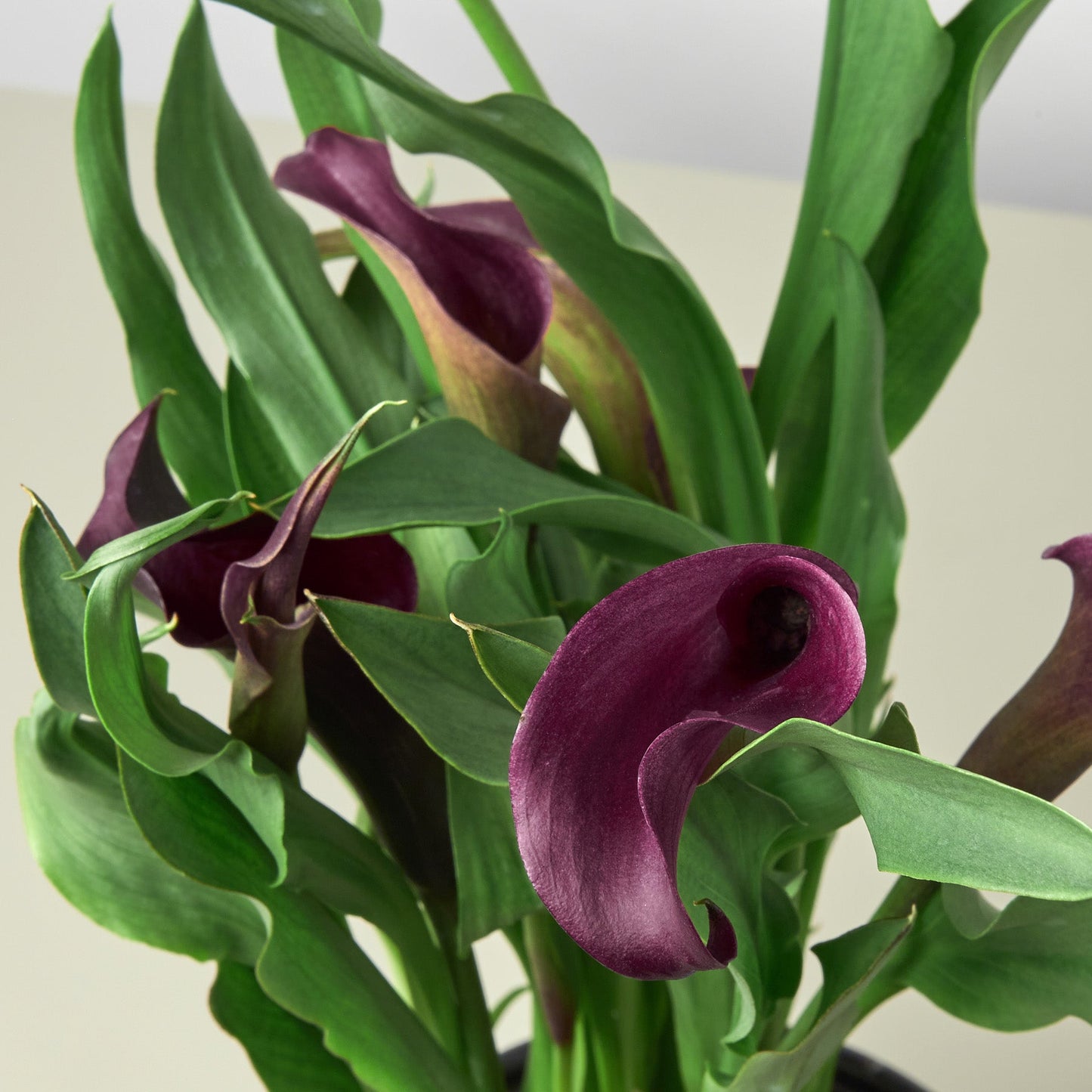 Calla Lily – 6" Plant (2pk/$4.5) ($15 Ship/63oz)