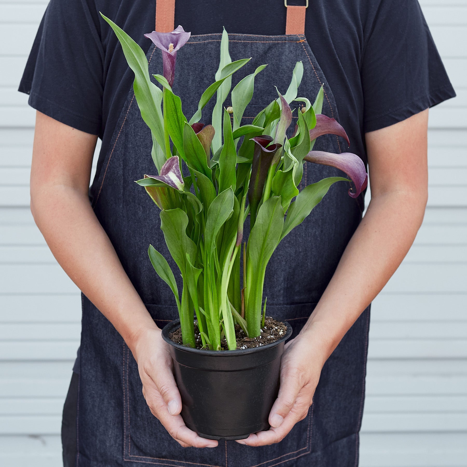 Calla Lily – 6" Plant (2pk/$4.5) ($15 Ship/63oz)