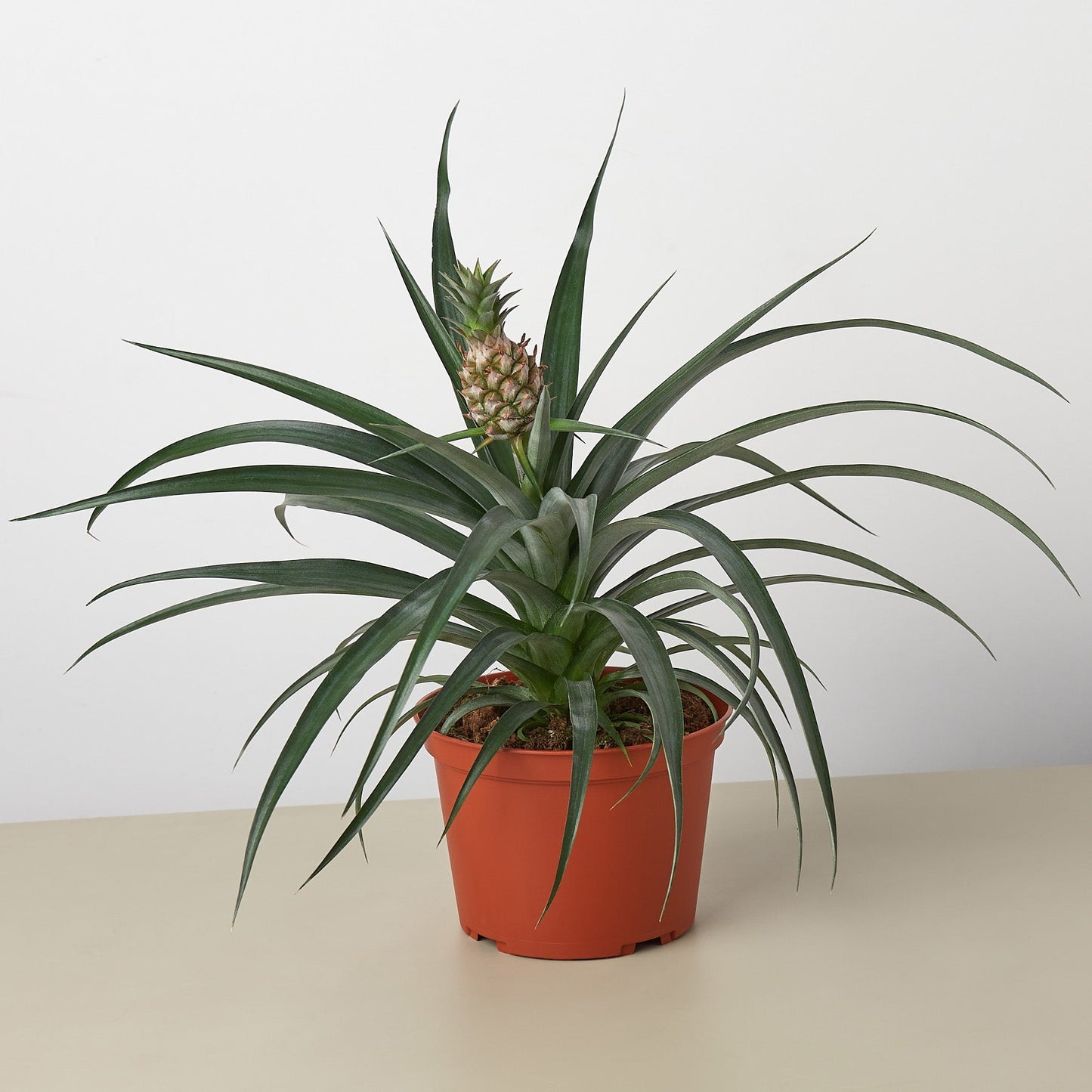 Bromeliad 'Yellow Pineapple' - 6" Pot – Indoor Plants