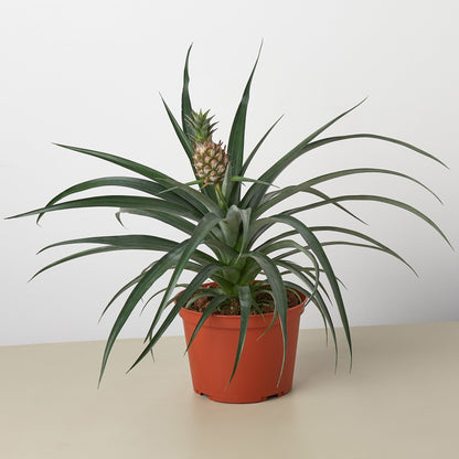 Bromeliad 'Yellow Pineapple' - 6" Pot – Indoor Plants