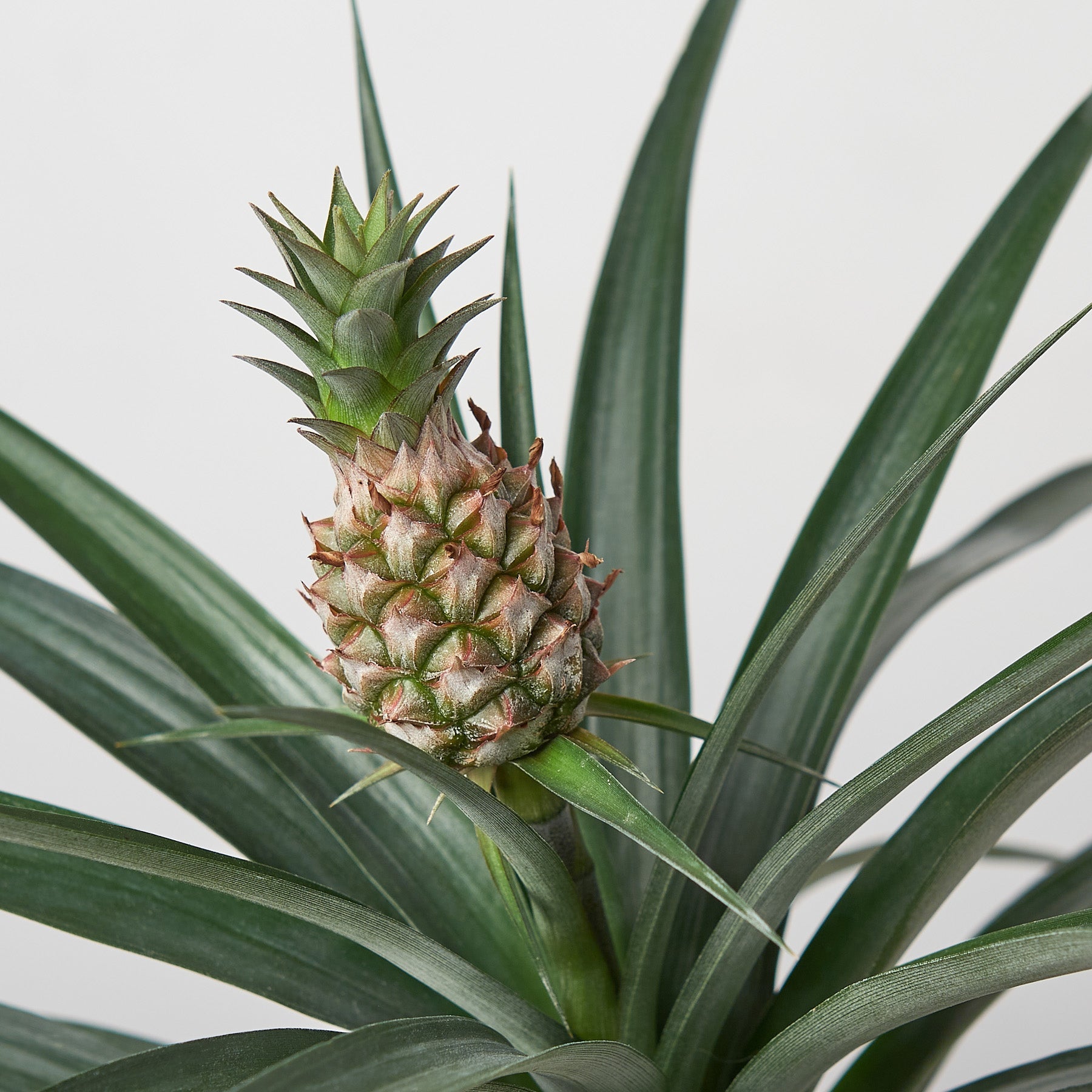 Bromeliad 'Yellow Pineapple' - 6" Pot – Indoor Plants