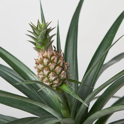 Bromeliad 'Yellow Pineapple' - 6" Pot – Indoor Plants
