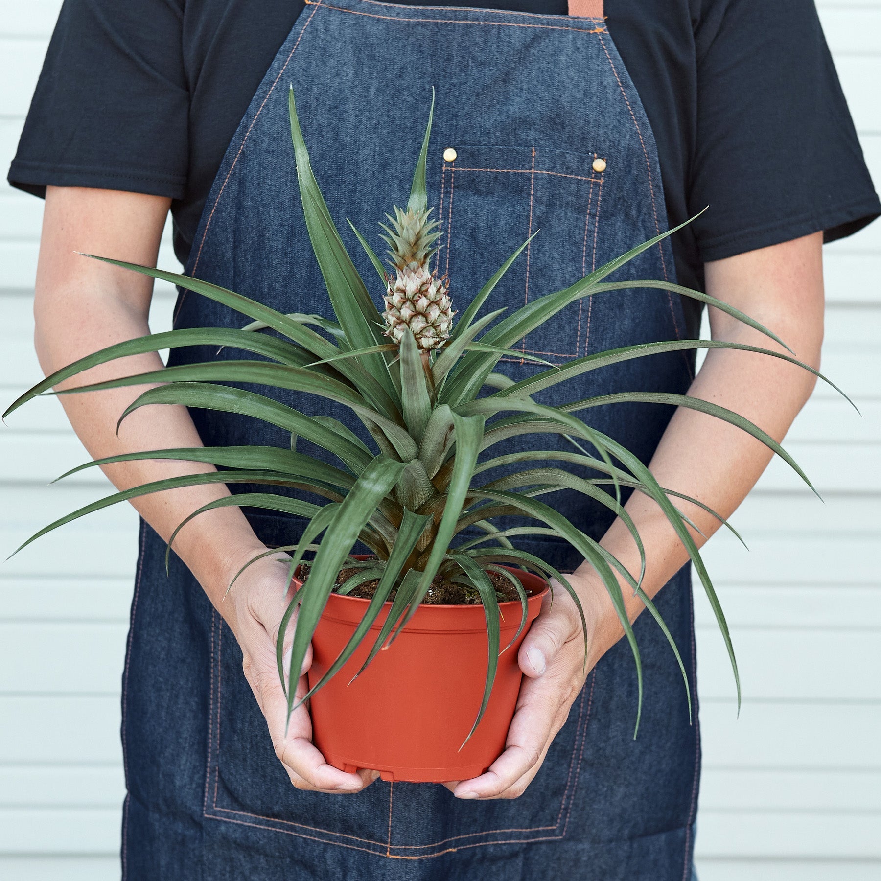Bromeliad 'Yellow Pineapple' - 6" Pot – Indoor Plants