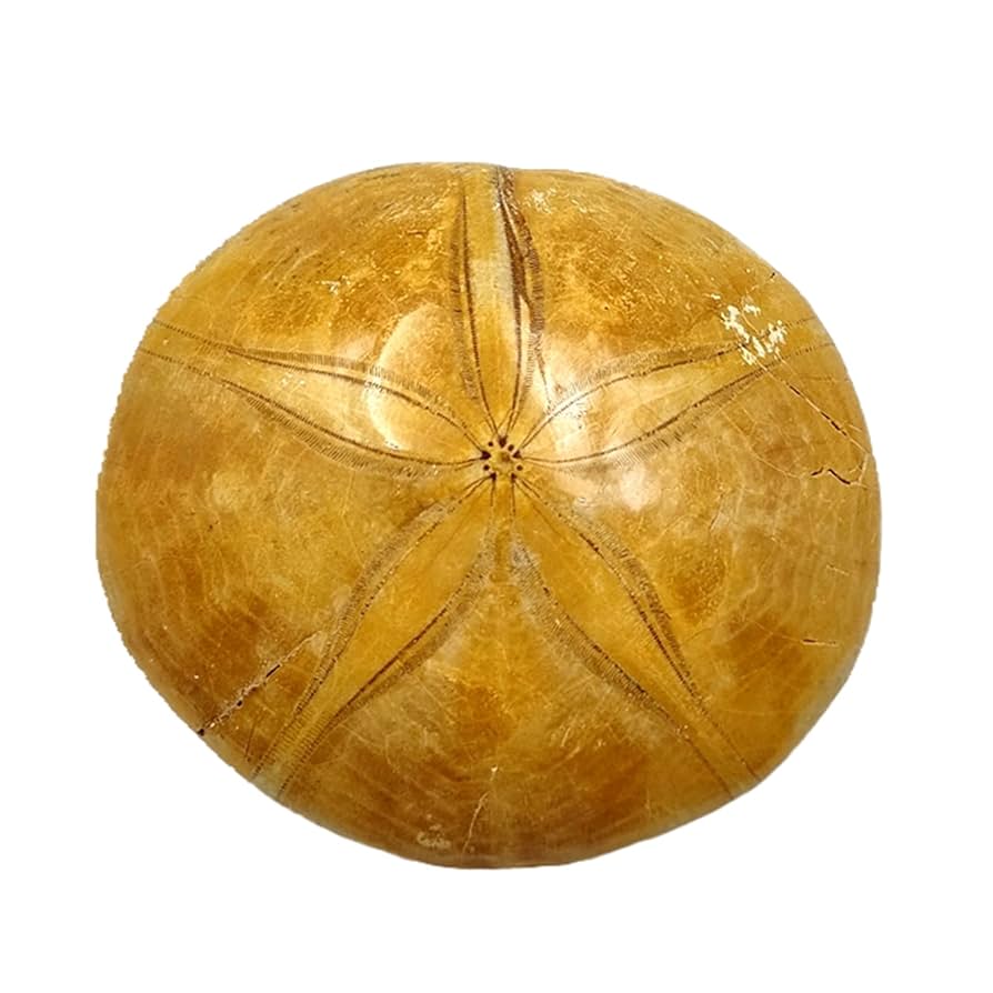 Sea Urchin