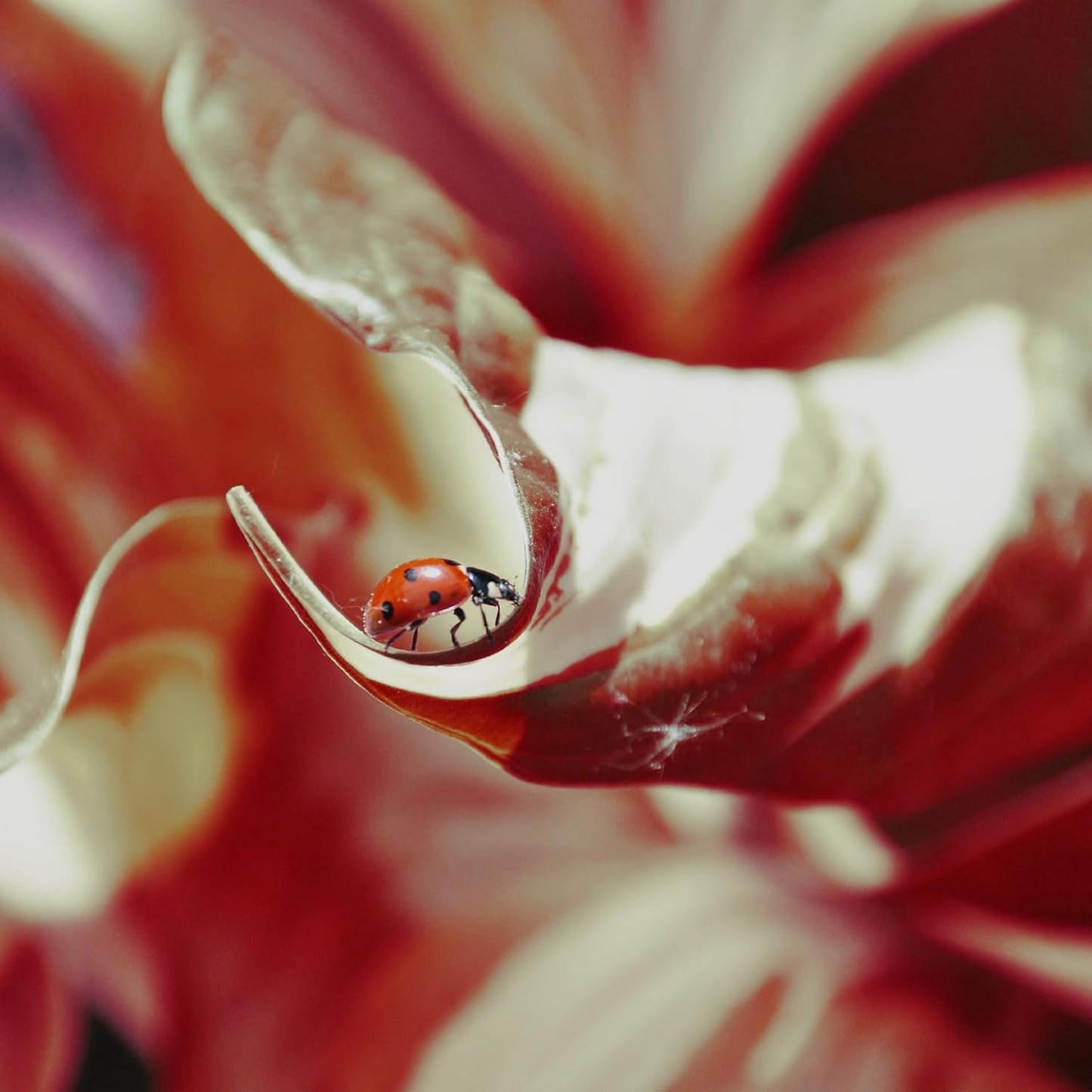 Red And White Hosta Seeds And Shade Loving Perennial with Wavy Red Edges And White Inner Leaves, Perfect for Elegant Garden Borders, Hardy in Zones