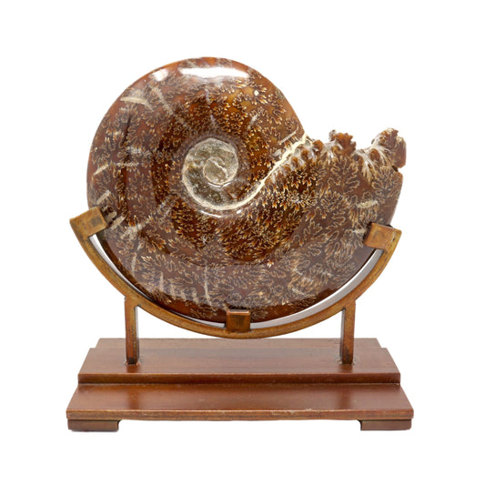 Polished Ammonite Fossil on Stand - Museum Quality – Fossils & Minerals