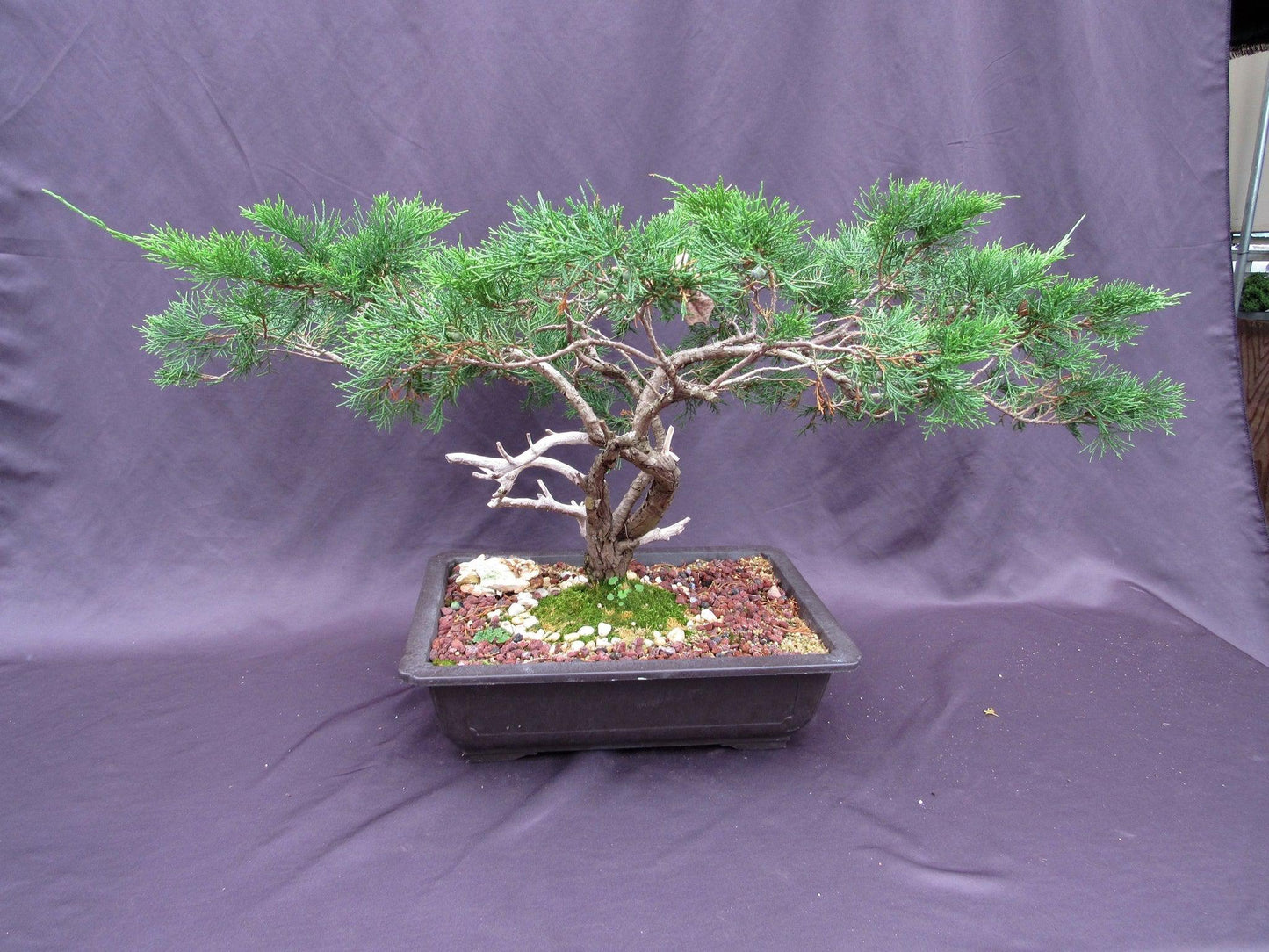 66-Year-Old Savin Juniper Specimen Bonsai Tree – Collector’s Evergreen – Specimen