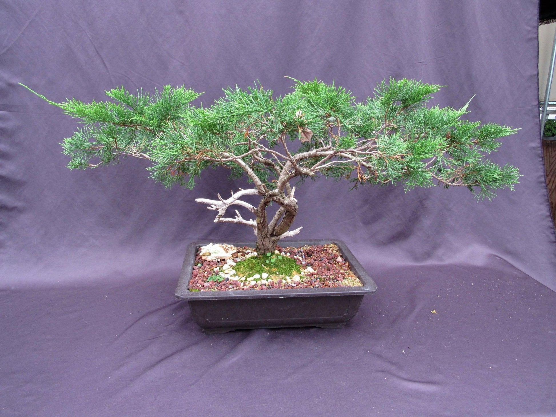 66-Year-Old Savin Juniper Specimen Bonsai Tree – Collector’s Evergreen – Specimen