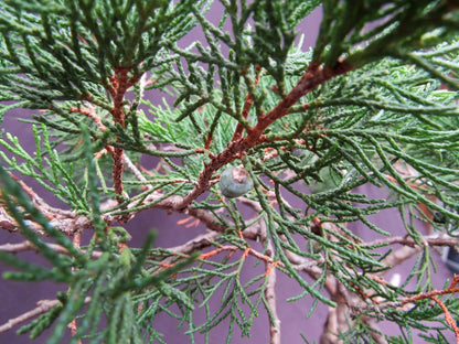66-Year-Old Savin Juniper Specimen Bonsai Tree – Collector’s Evergreen – Specimen