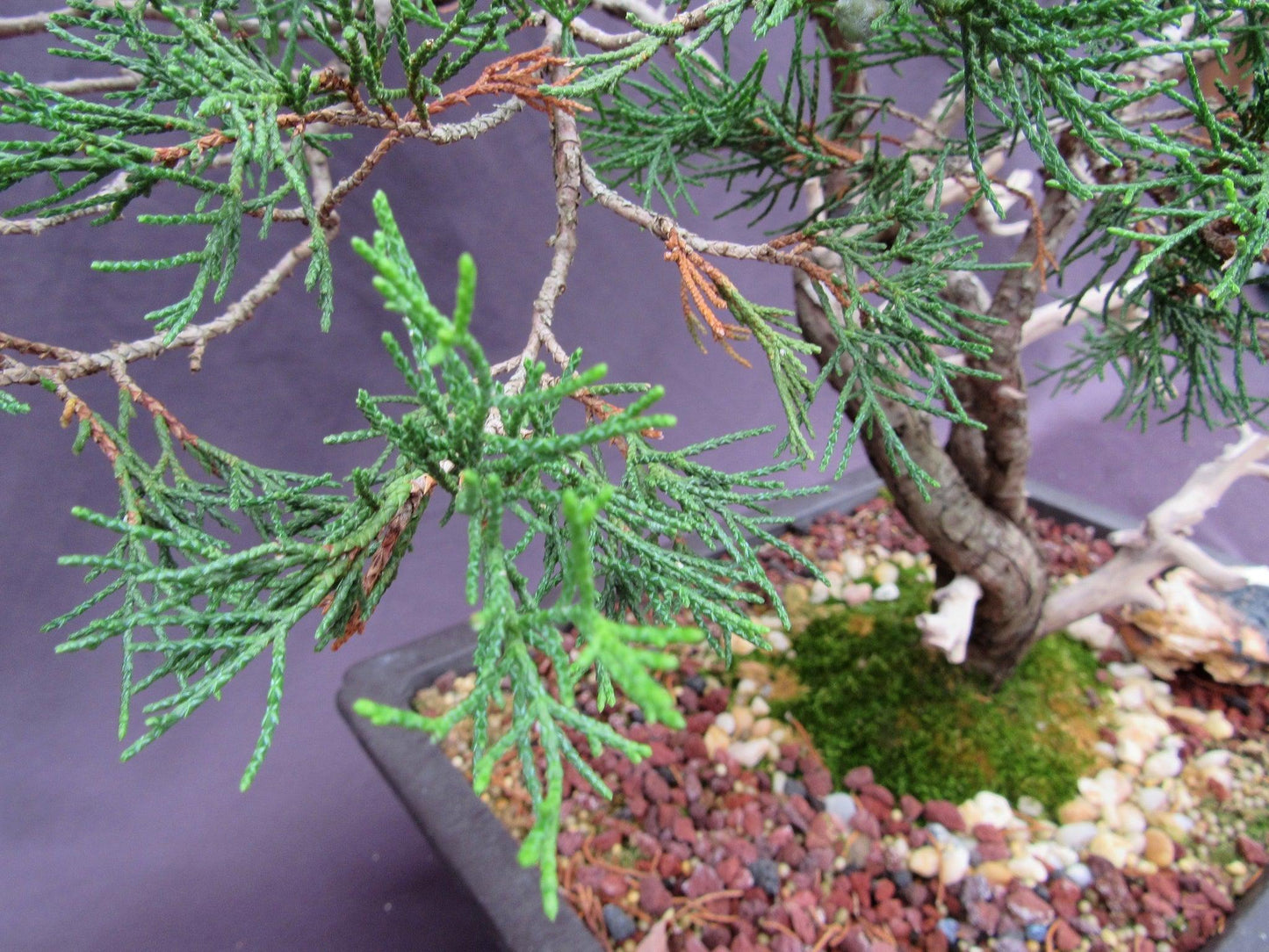 66-Year-Old Savin Juniper Specimen Bonsai Tree – Collector’s Evergreen – Specimen