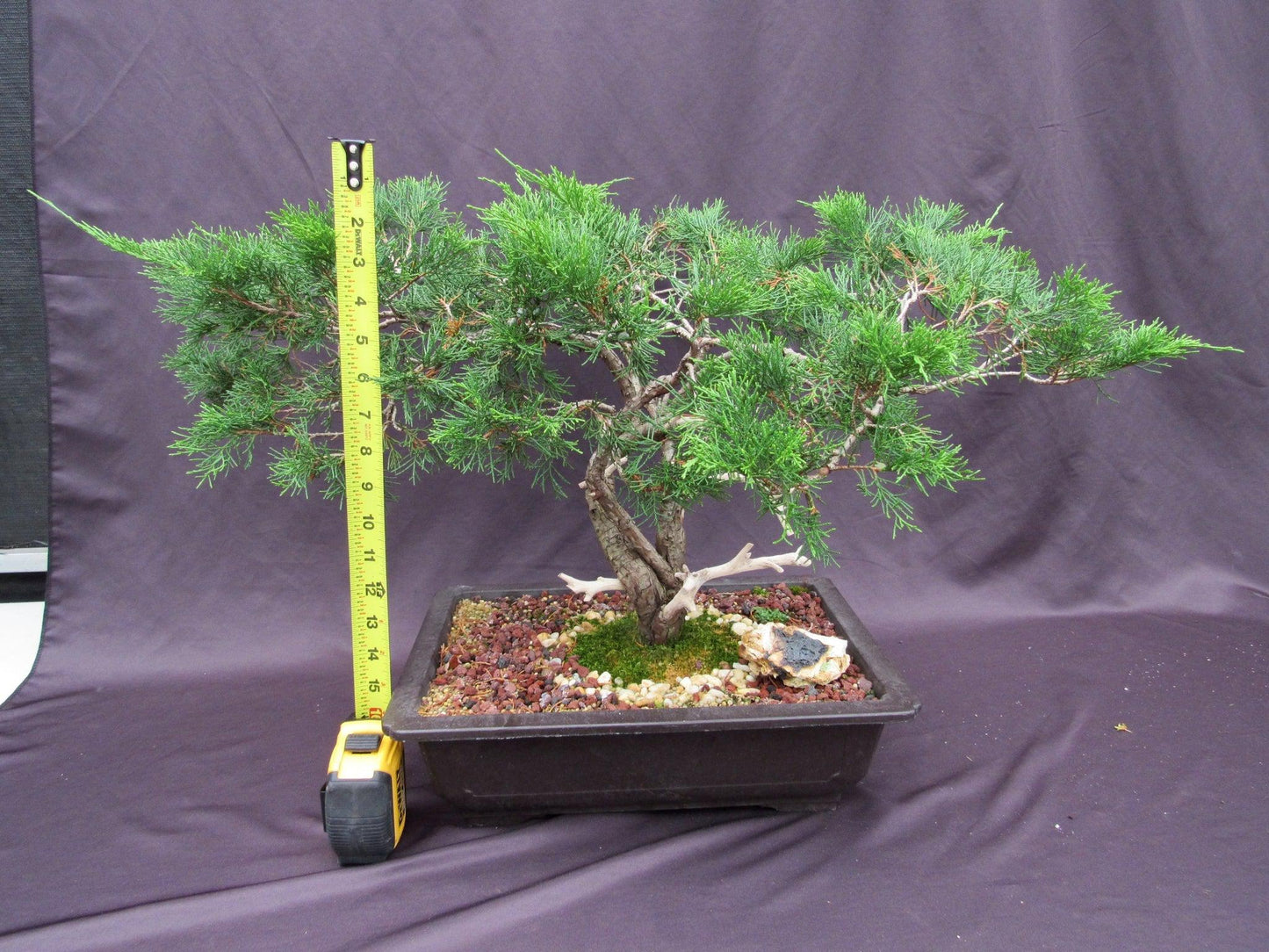 66-Year-Old Savin Juniper Specimen Bonsai Tree – Collector’s Evergreen – Specimen