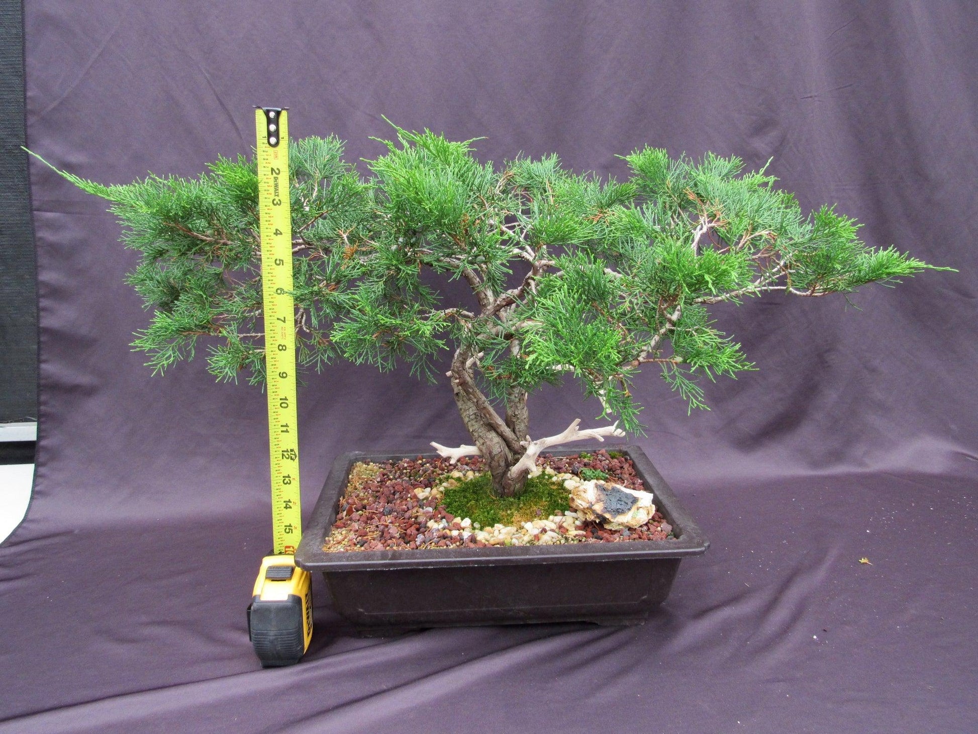 66-Year-Old Savin Juniper Specimen Bonsai Tree – Collector’s Evergreen – Specimen