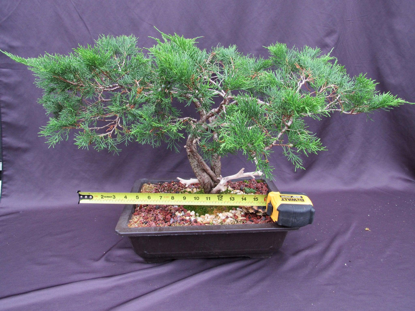 66-Year-Old Savin Juniper Specimen Bonsai Tree – Collector’s Evergreen – Specimen