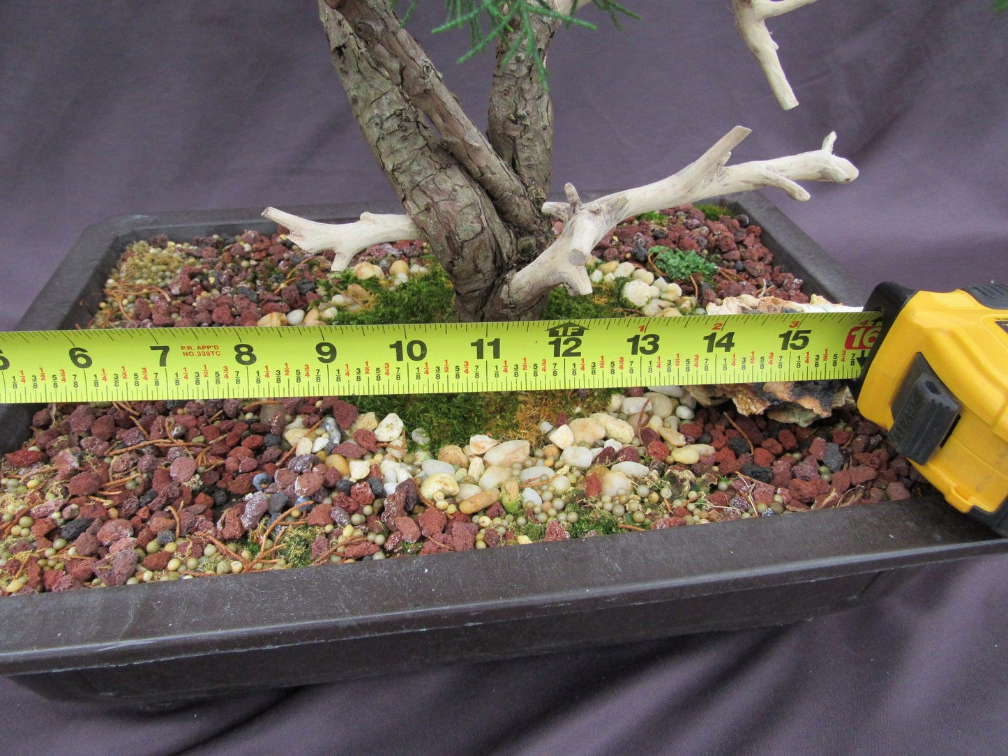 66-Year-Old Savin Juniper Specimen Bonsai Tree – Collector’s Evergreen – Specimen