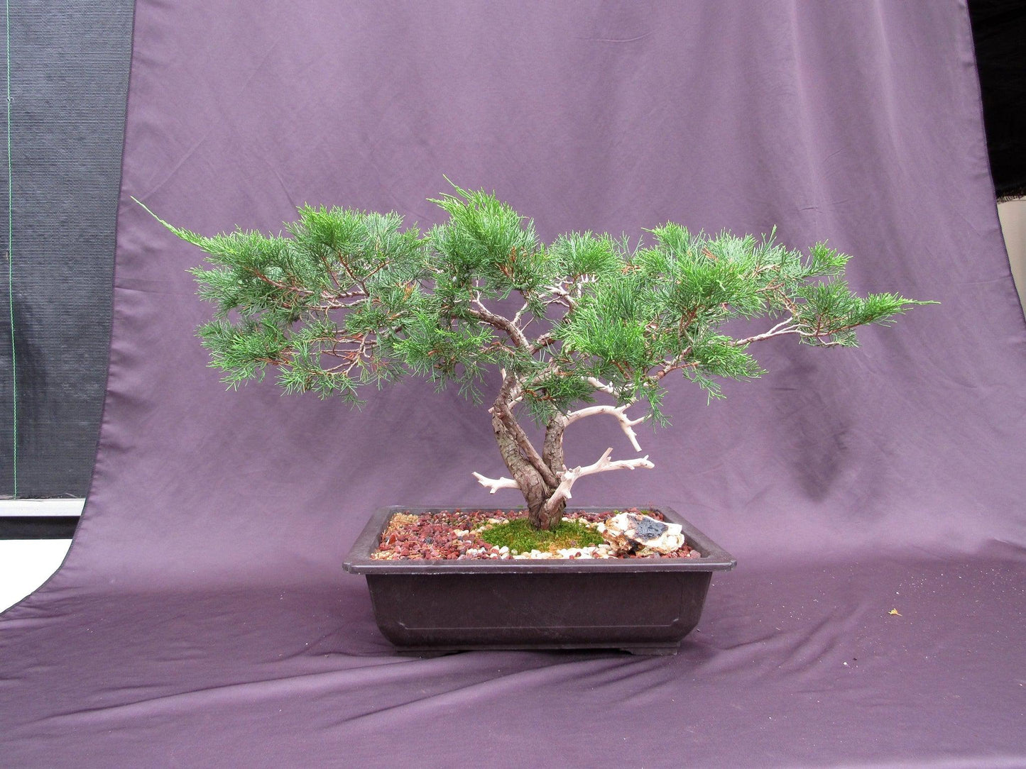 66-Year-Old Savin Juniper Specimen Bonsai Tree – Collector’s Evergreen – Specimen