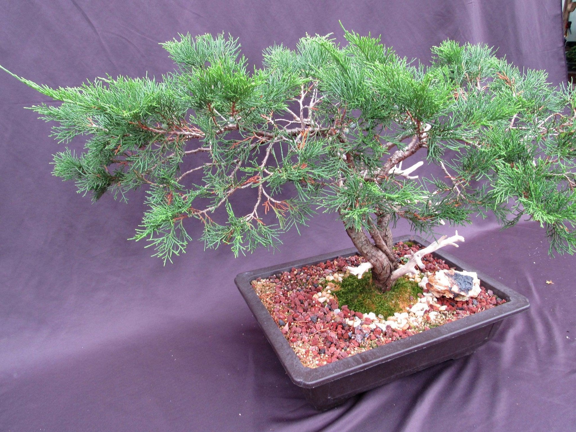 66-Year-Old Savin Juniper Specimen Bonsai Tree – Collector’s Evergreen – Specimen
