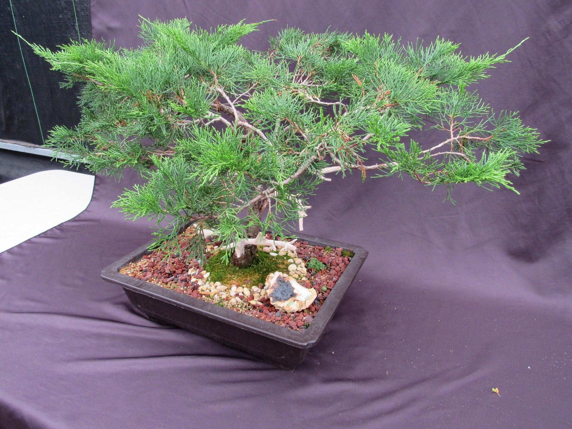 specimen bonsai trees 66-Year-Old Savin Juniper Bonsai