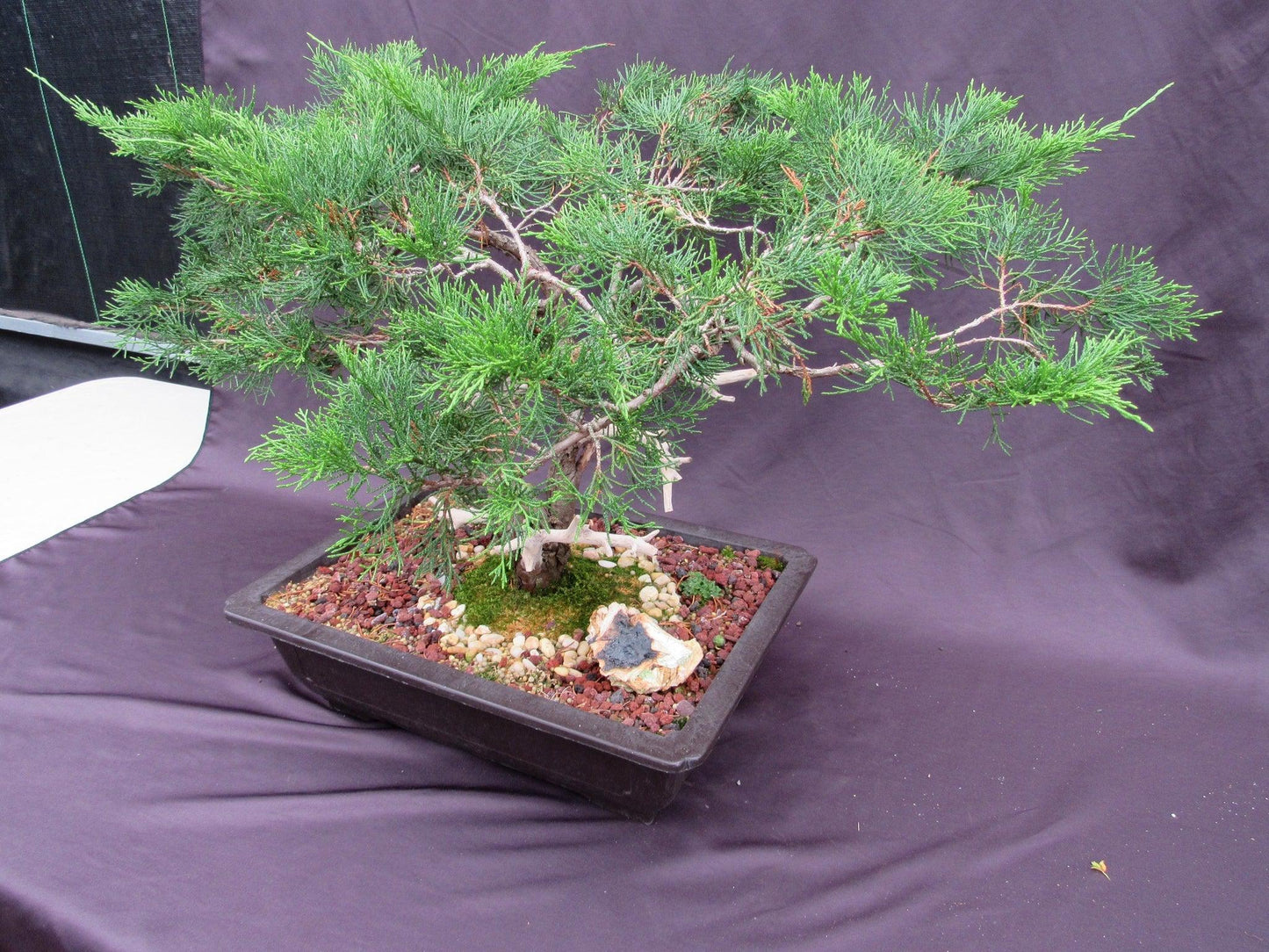 66-Year-Old Savin Juniper Specimen Bonsai Tree – Collector’s Evergreen – Specimen