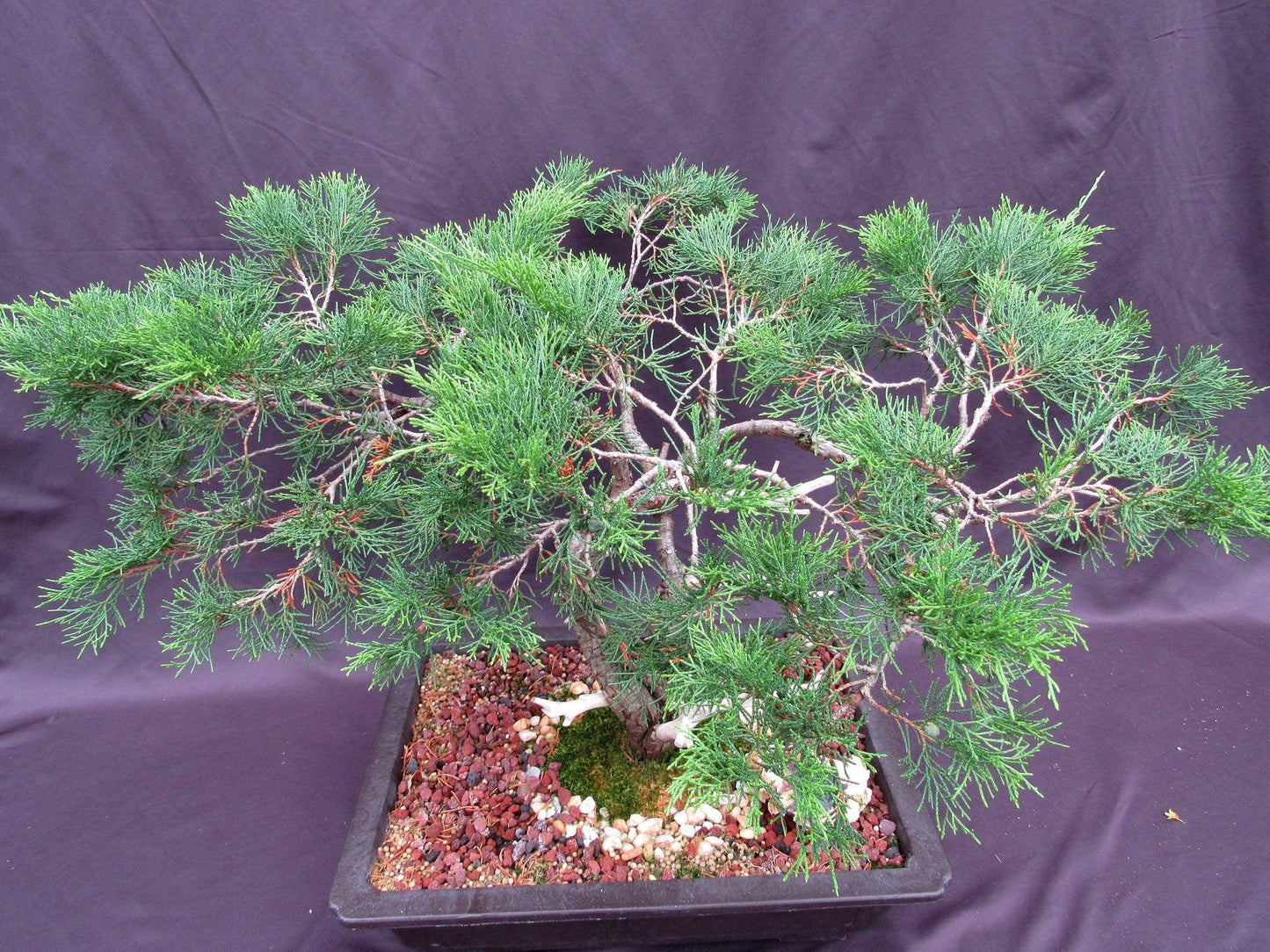 66-Year-Old Savin Juniper Specimen Bonsai Tree – Collector’s Evergreen – Specimen
