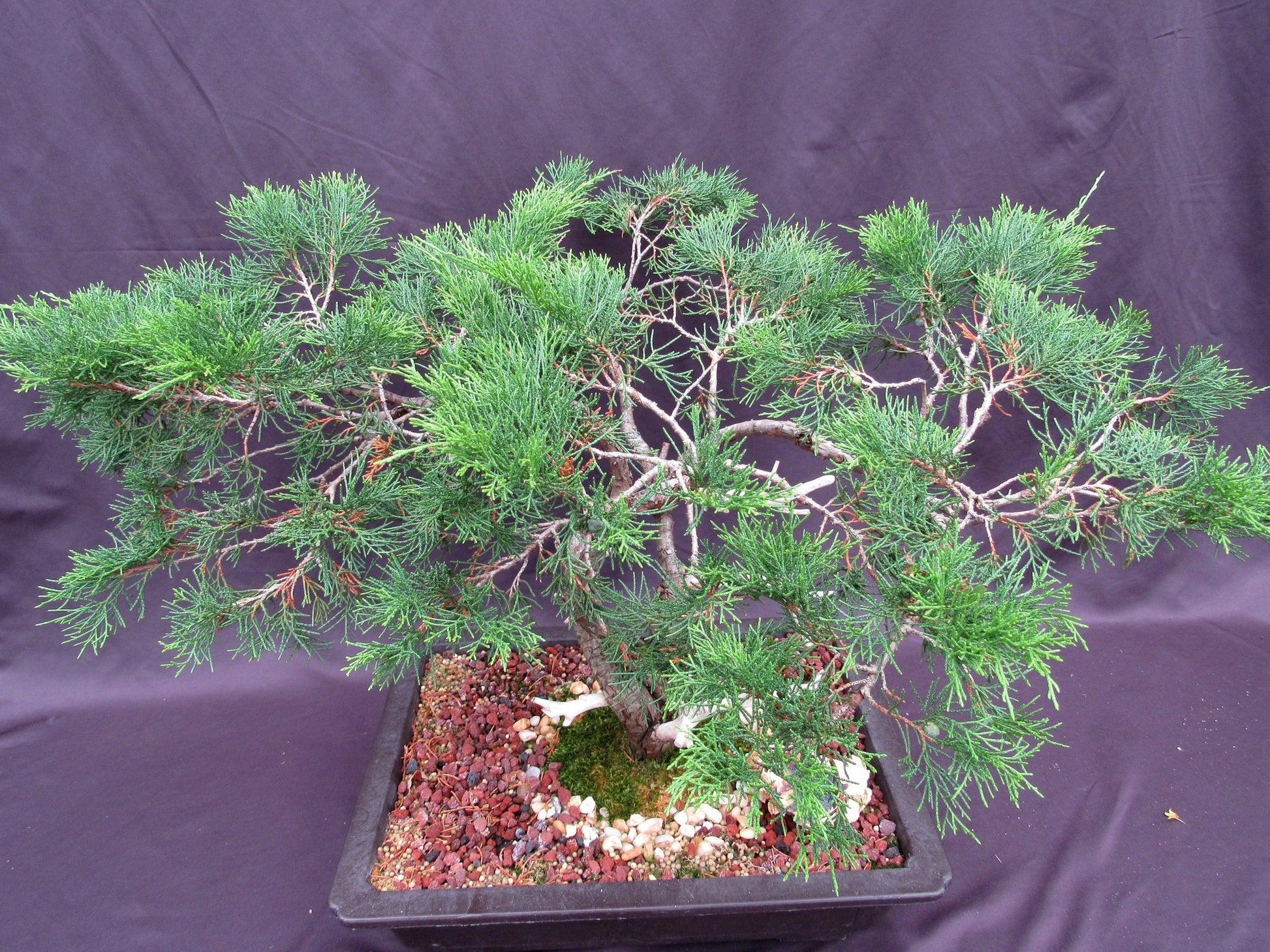 66-Year-Old Savin Juniper Specimen Bonsai Tree – Collector’s Evergreen – Specimen