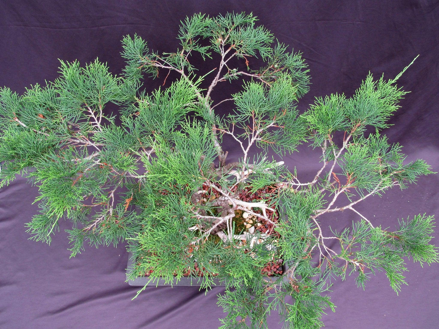66-Year-Old Savin Juniper Specimen Bonsai Tree – Collector’s Evergreen – Specimen