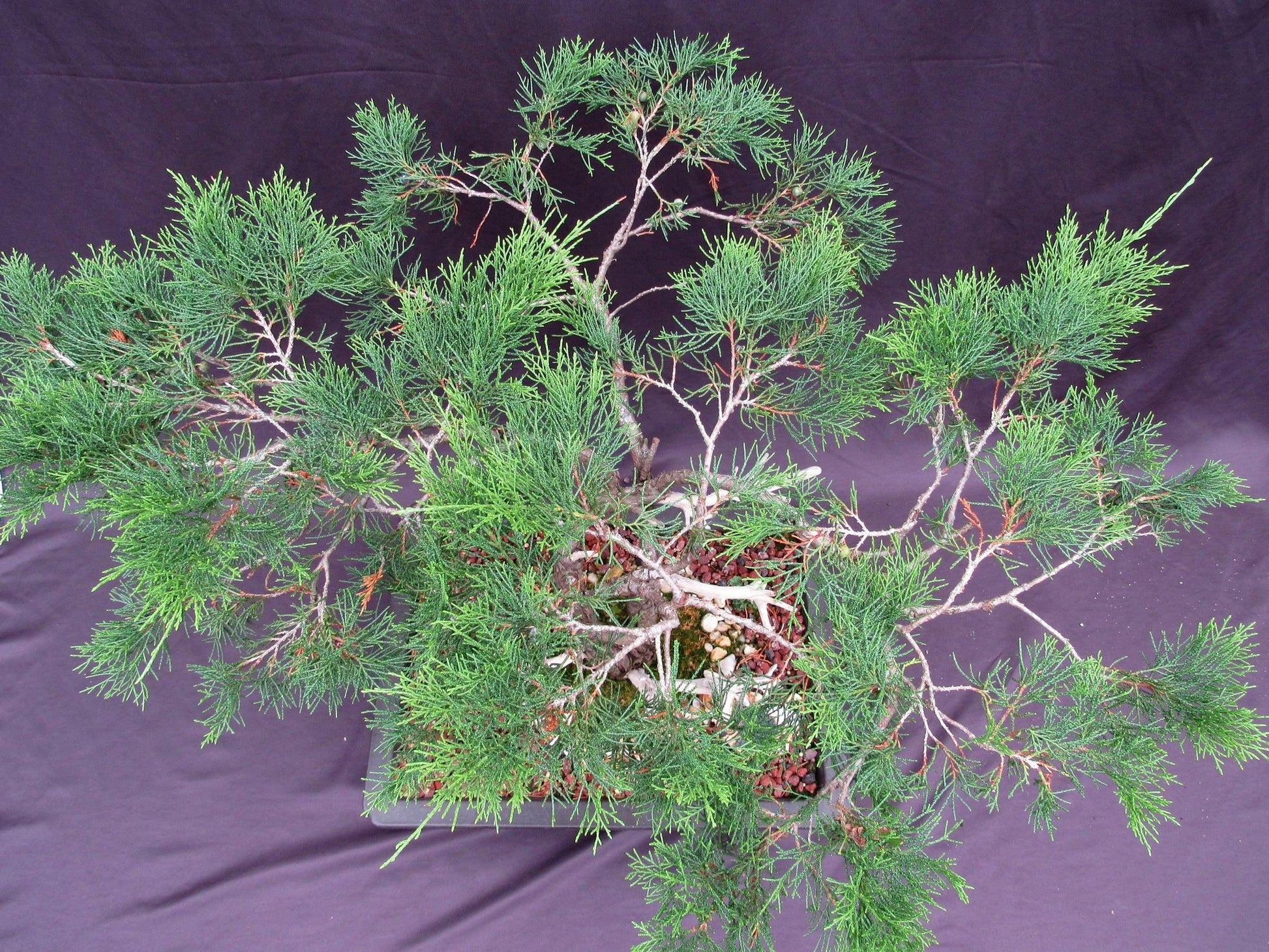 66-Year-Old Savin Juniper Specimen Bonsai Tree – Collector’s Evergreen – Specimen