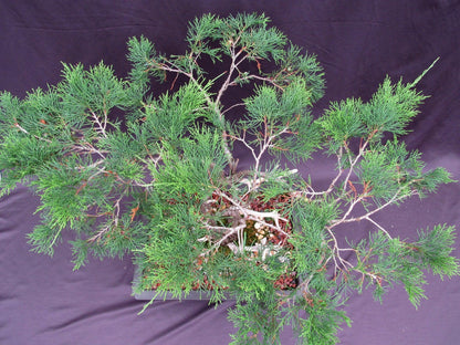 66-Year-Old Savin Juniper Specimen Bonsai Tree – Collector’s Evergreen – Specimen