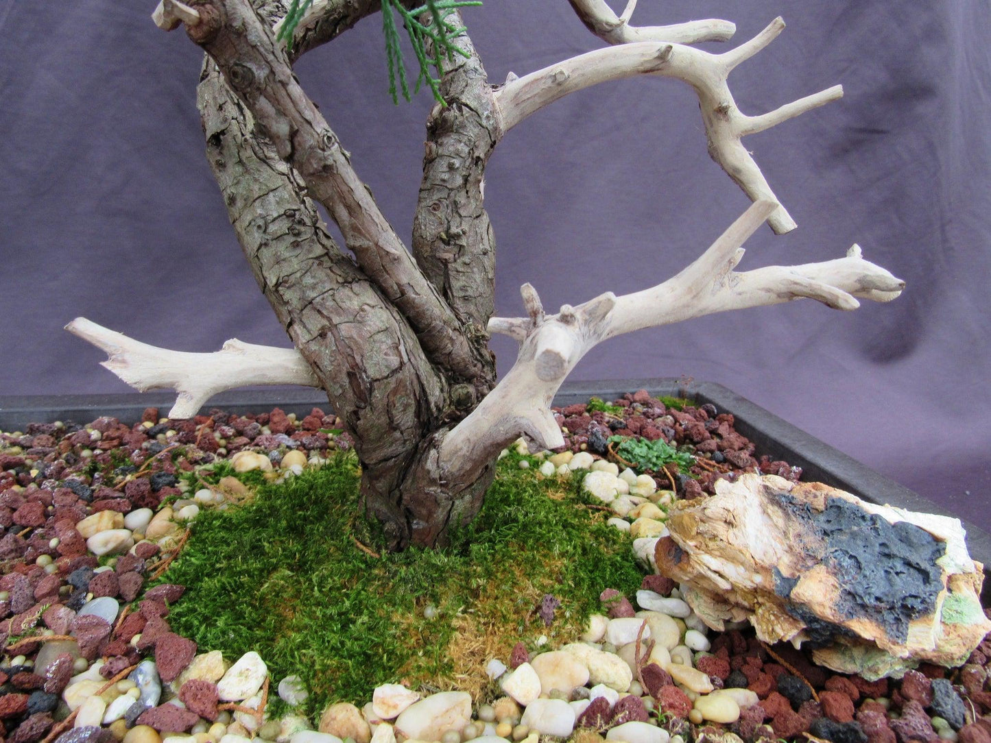 66-Year-Old Savin Juniper Specimen Bonsai Tree – Collector’s Evergreen – Specimen