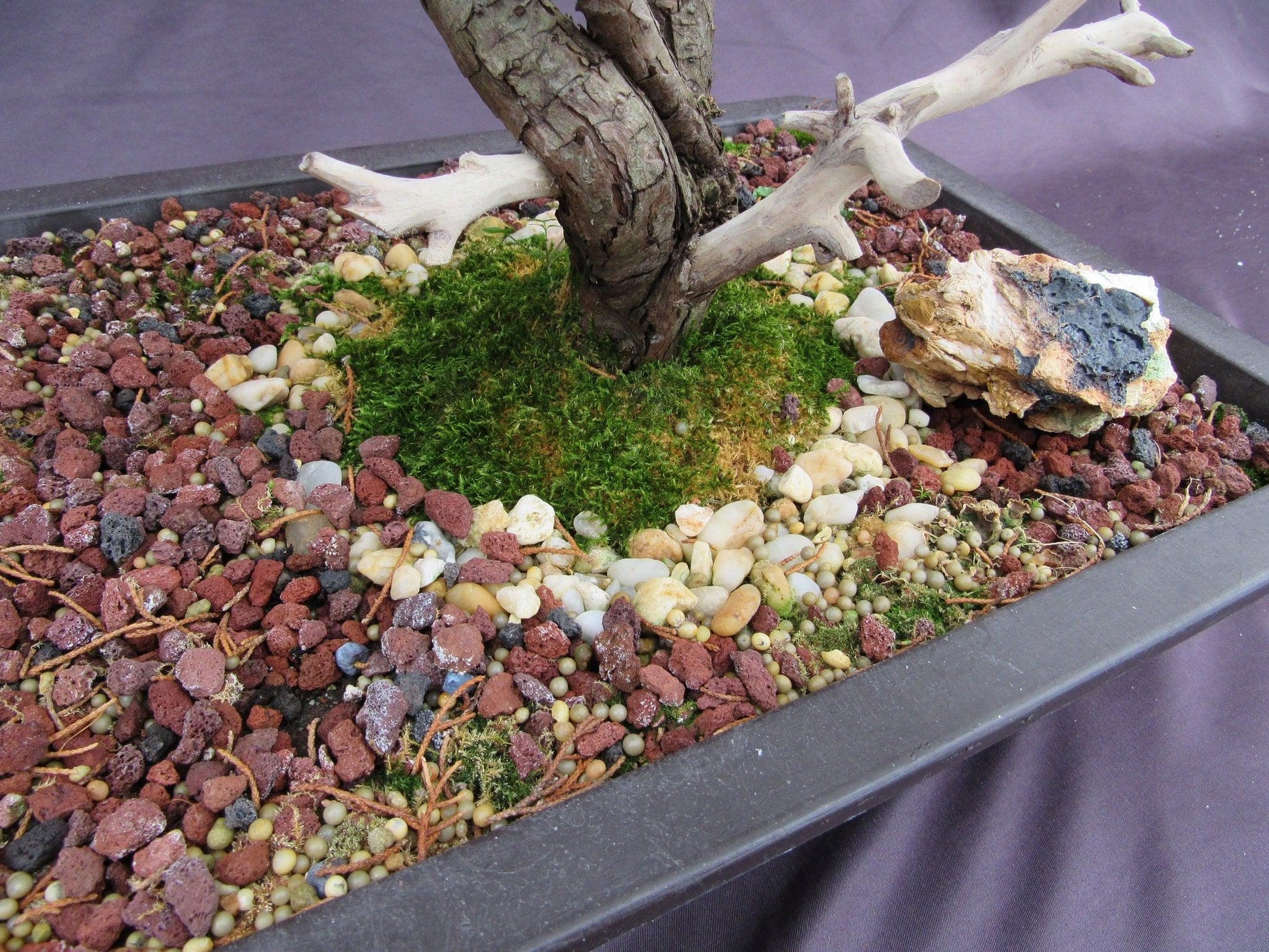 66-Year-Old Savin Juniper Specimen Bonsai Tree – Collector’s Evergreen – Specimen