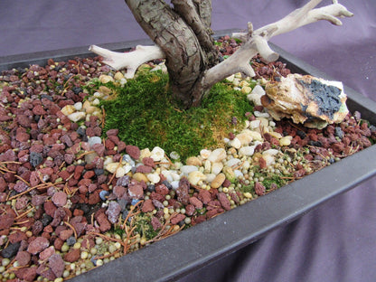 66-Year-Old Savin Juniper Specimen Bonsai Tree – Collector’s Evergreen – Specimen