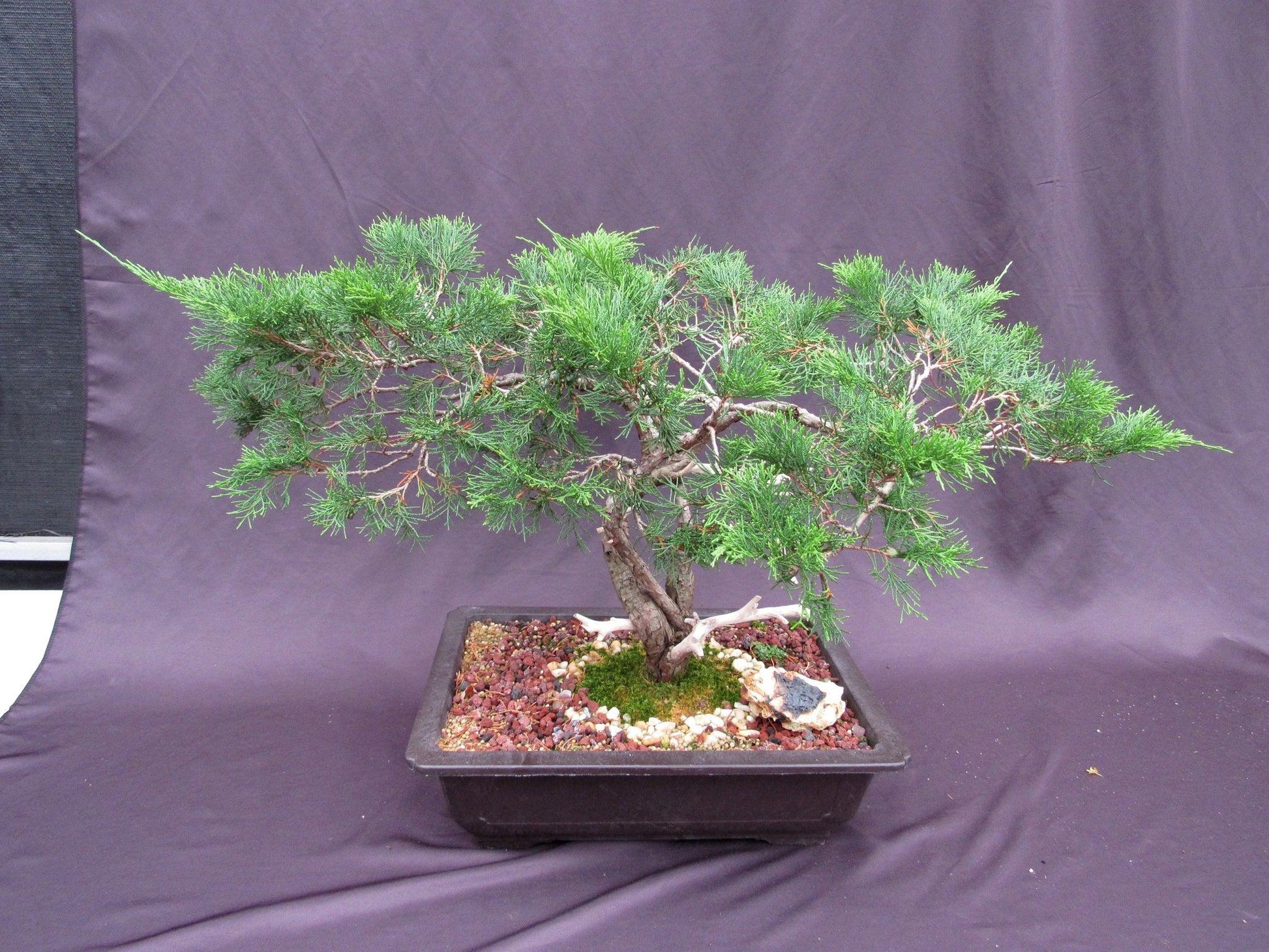 bonsai evergreen tree 66-Year-Old Savin Juniper Bonsai