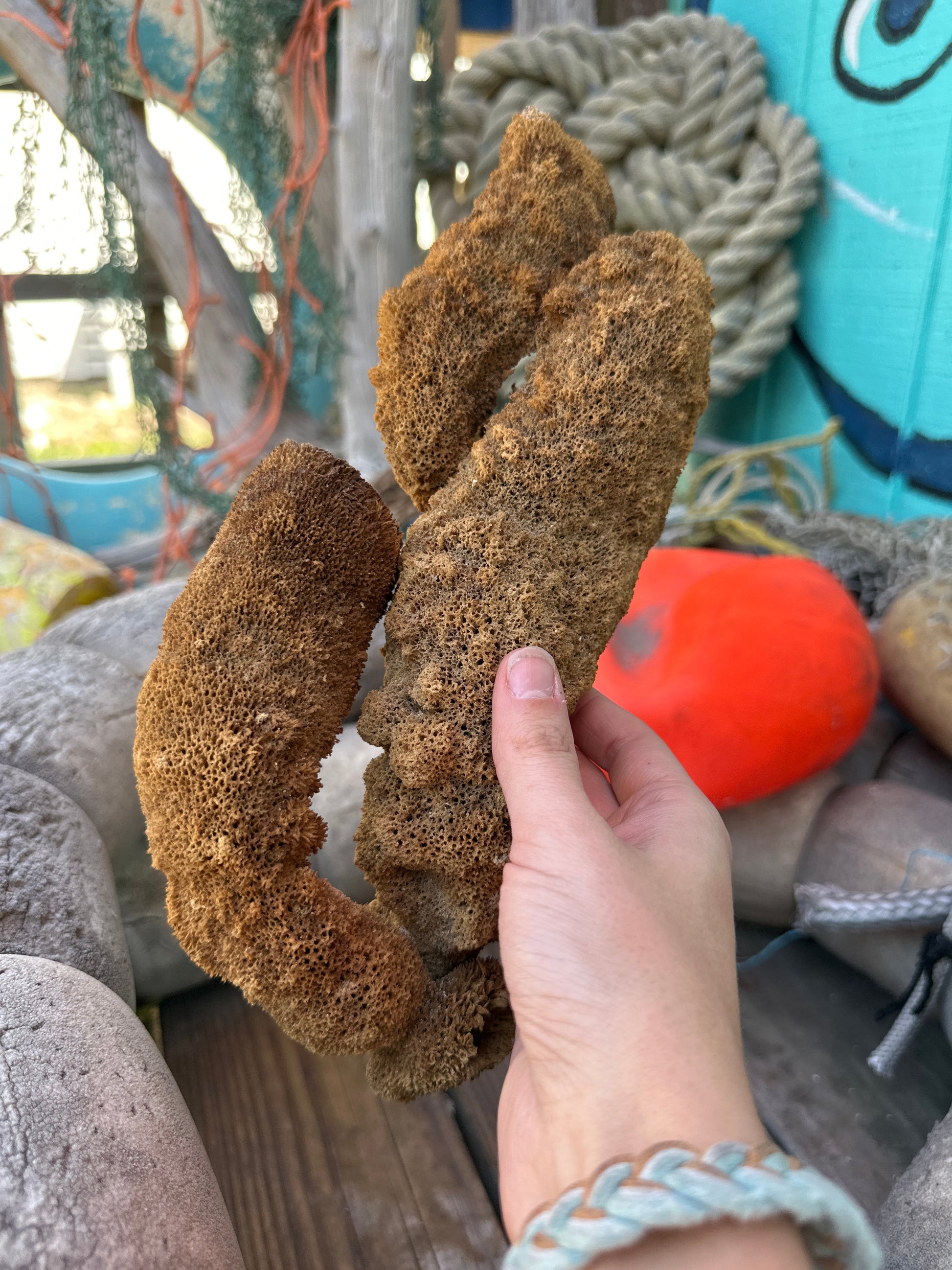 Natural Pipe Sponge 11" - Ocean Specimen Decor –